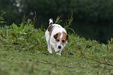 JACK RUSSEL 214